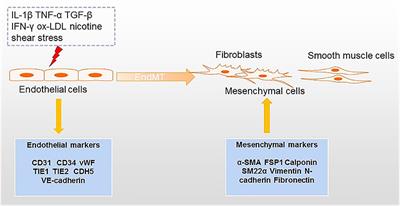 Endothelial to Mesenchymal Transition: An Insight in Atherosclerosis